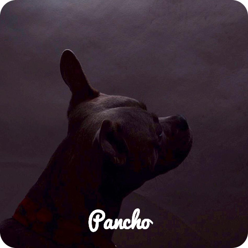 pancho_mobile